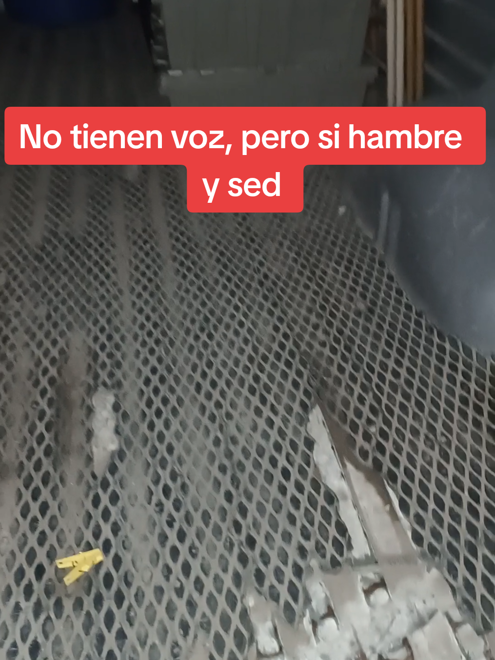 @El compita de los perros
