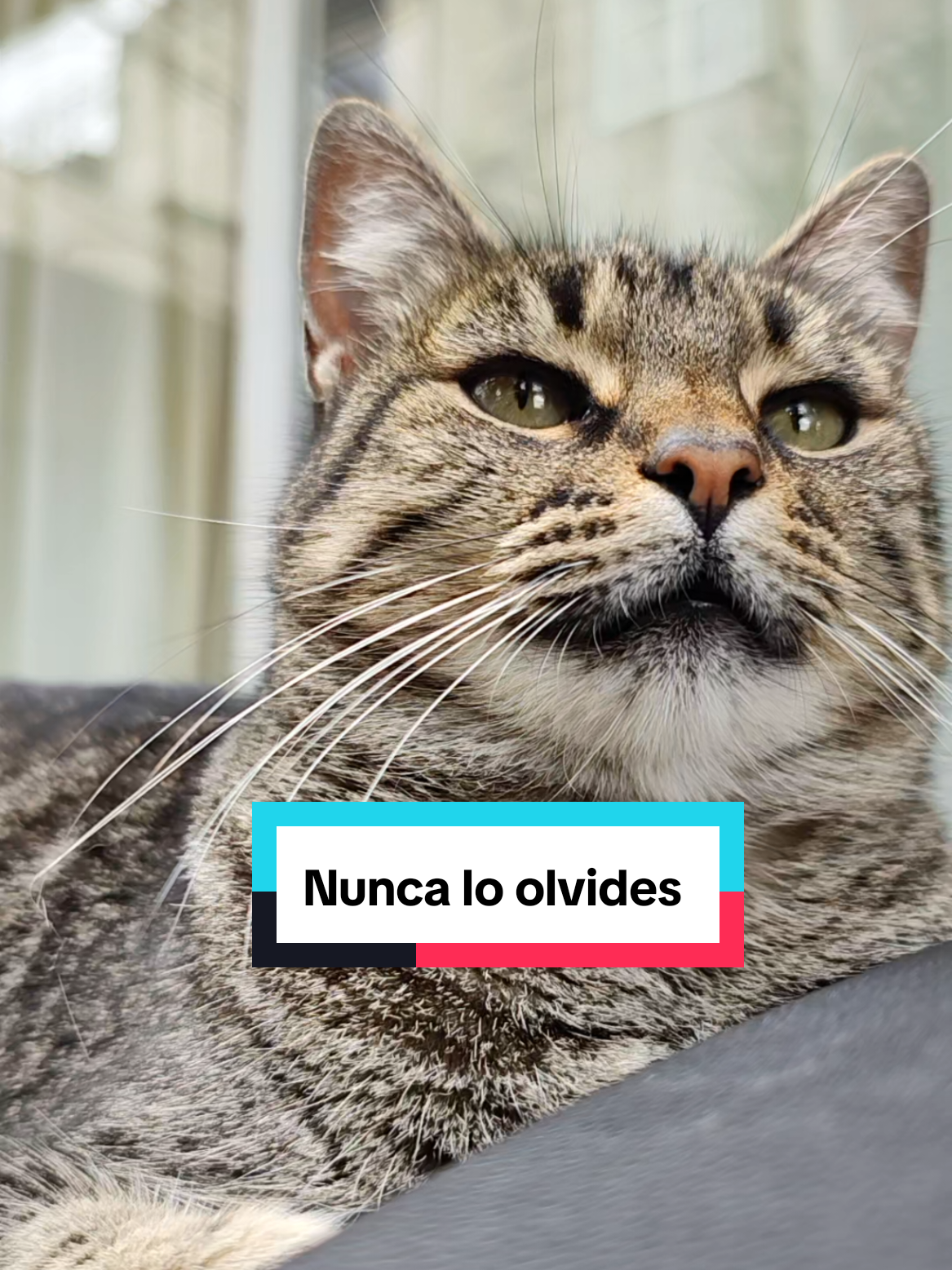 @Lunita🐱🌜