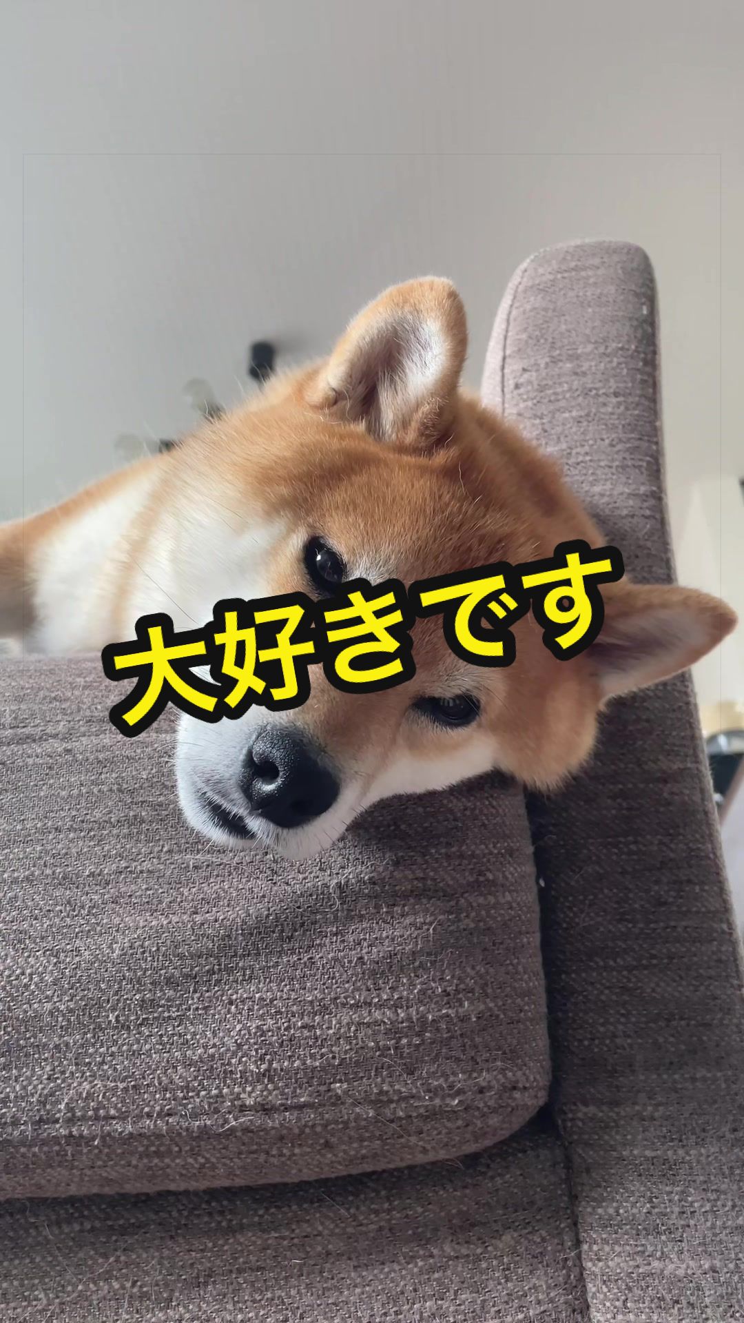 @特に柴犬が好きな人