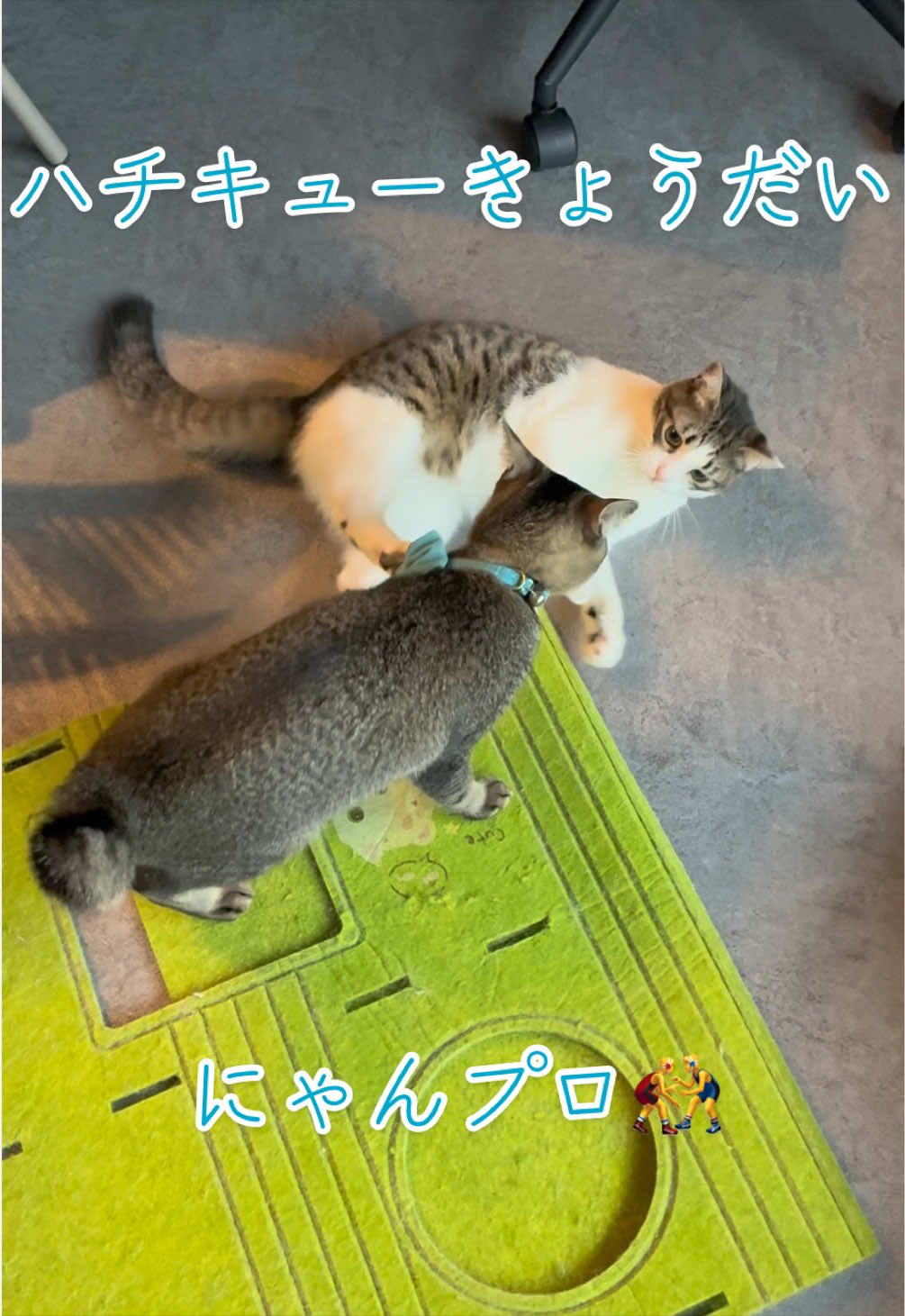 @はっぴー野郎☺︎