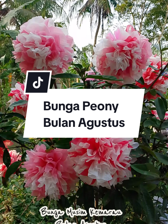 @Husna Florist