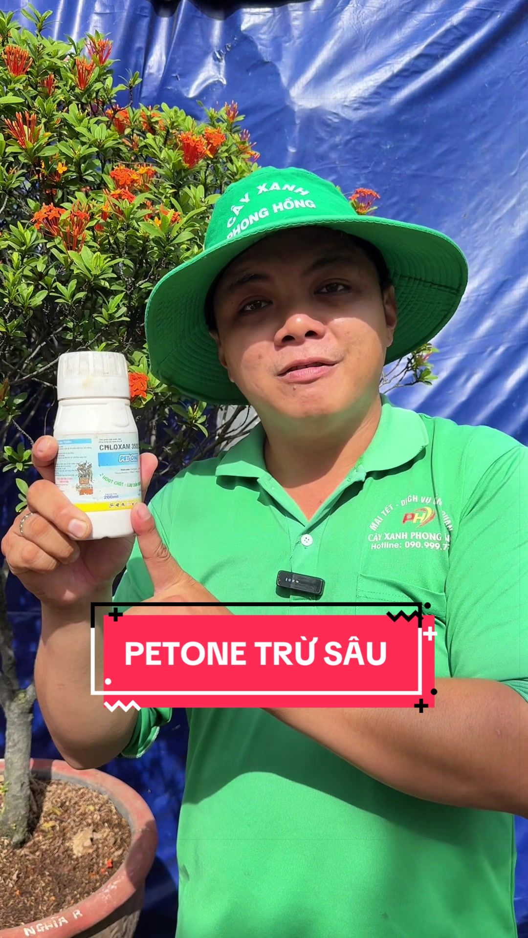 @Cây Xanh Phong Hồng