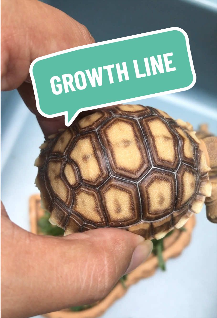 @MYtortojourney 🐢