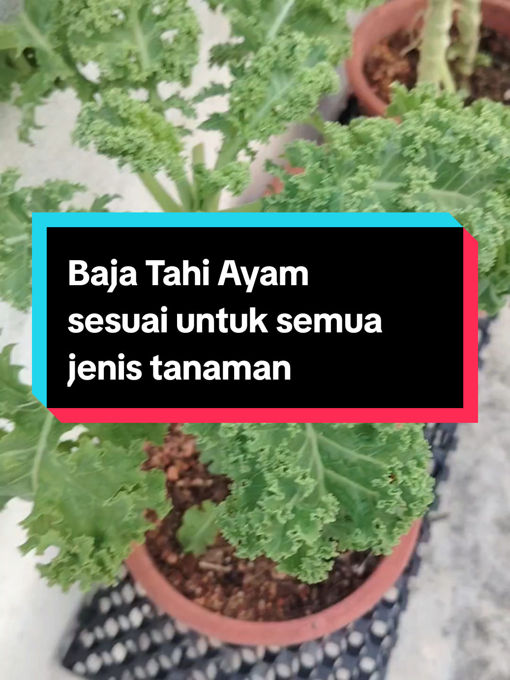 @Kakak Rose