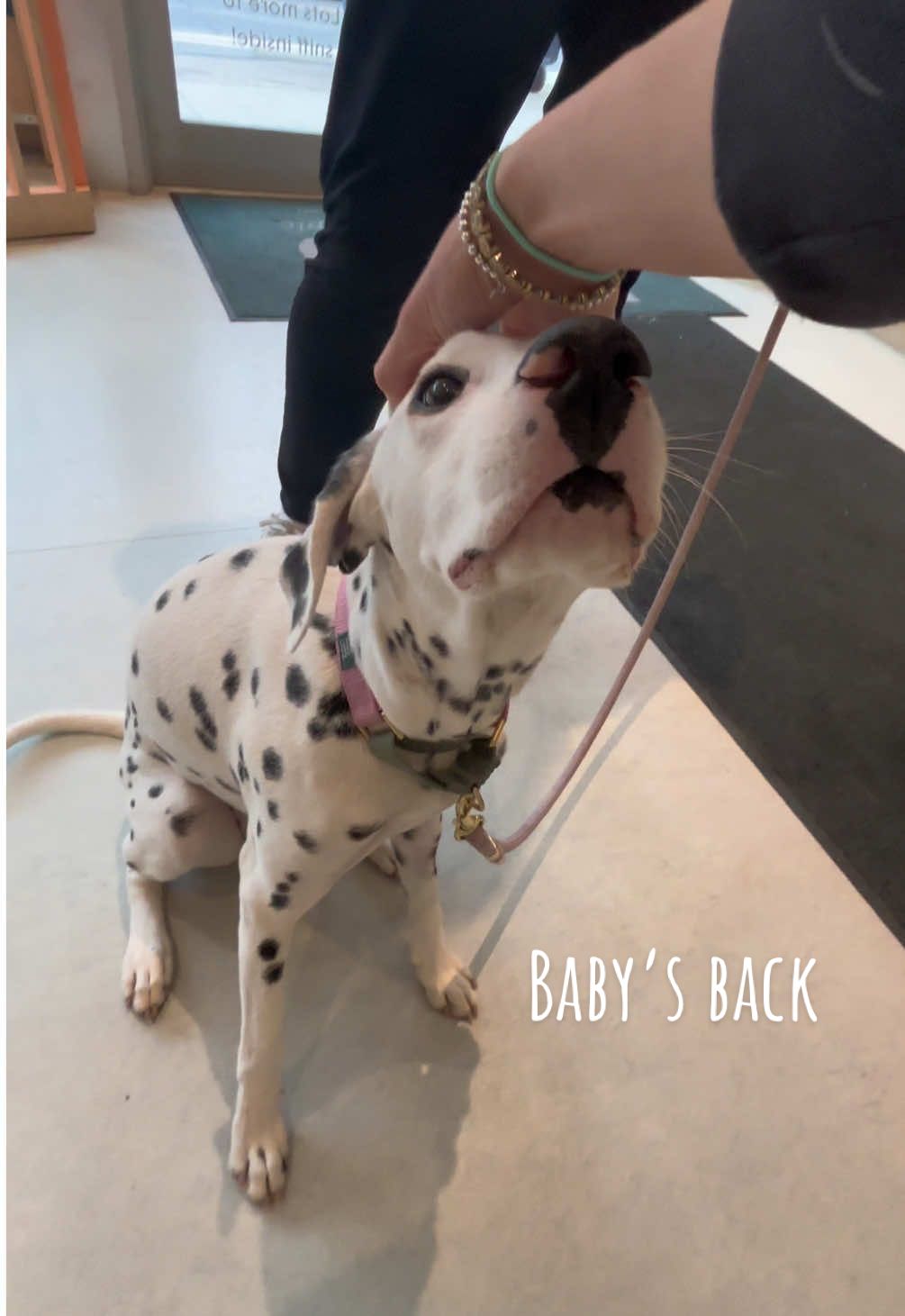 @Nevada the Dalmatian