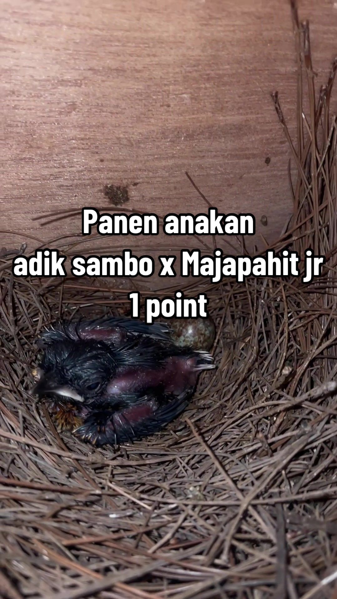 @MURAI BATU BONDOWOSO