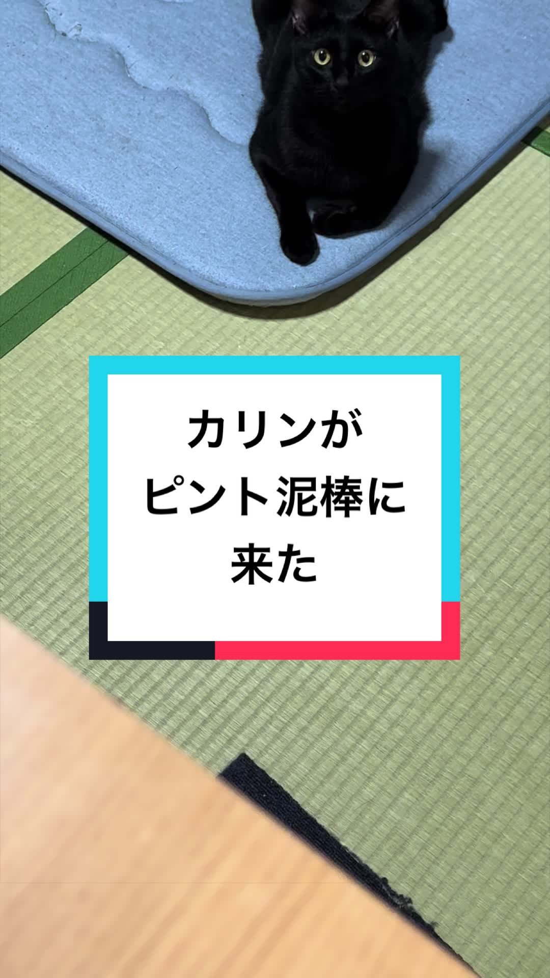 @黒猫兄弟ココピー&カリン