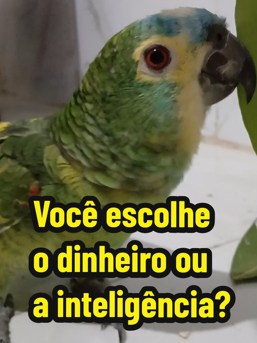 @Papagaio Chico🌽🦜