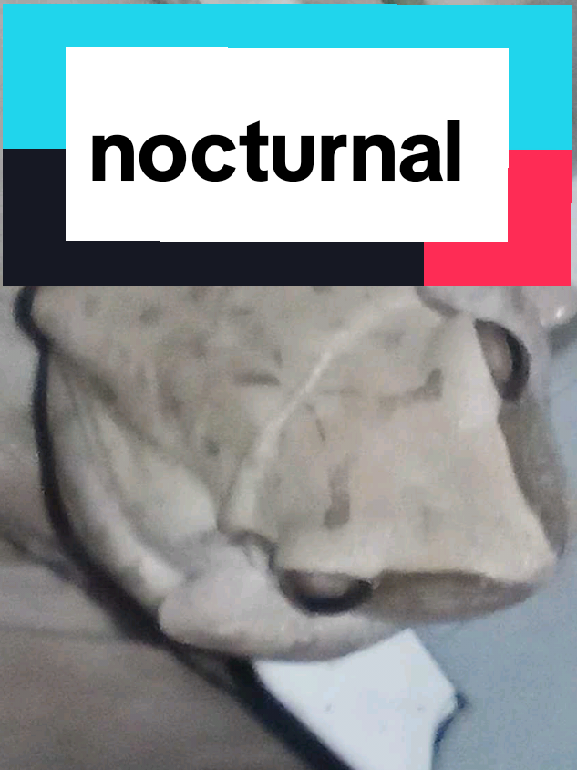 @tukik 🐢