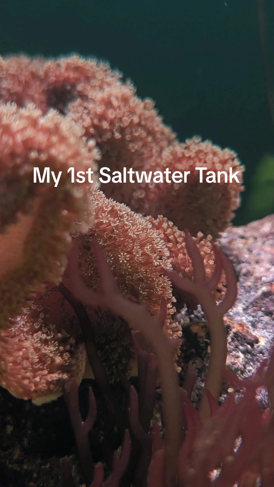@sdyhs