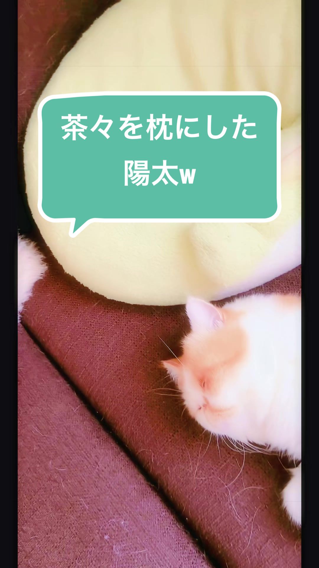 @chataro🐾🍯family
