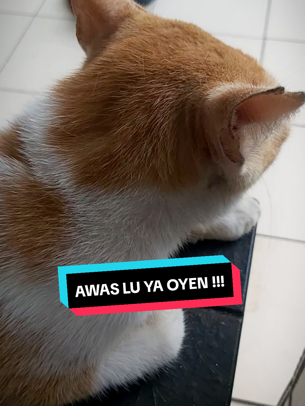 @meoweverydays