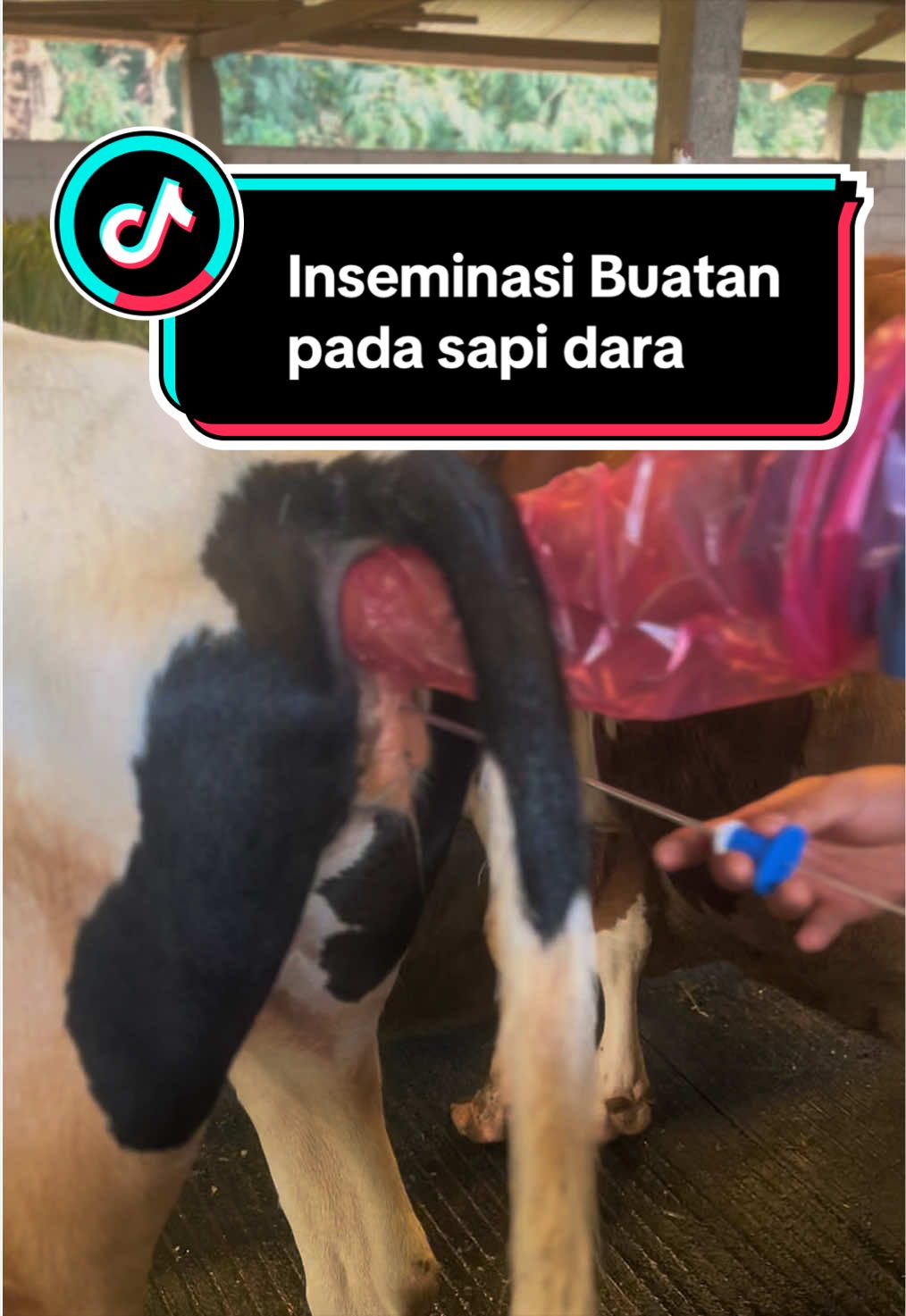 @Nakama Farm KWB