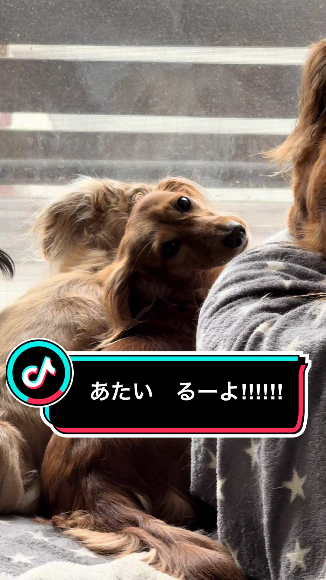 @ダックス愛好家(ワンワンパパ)