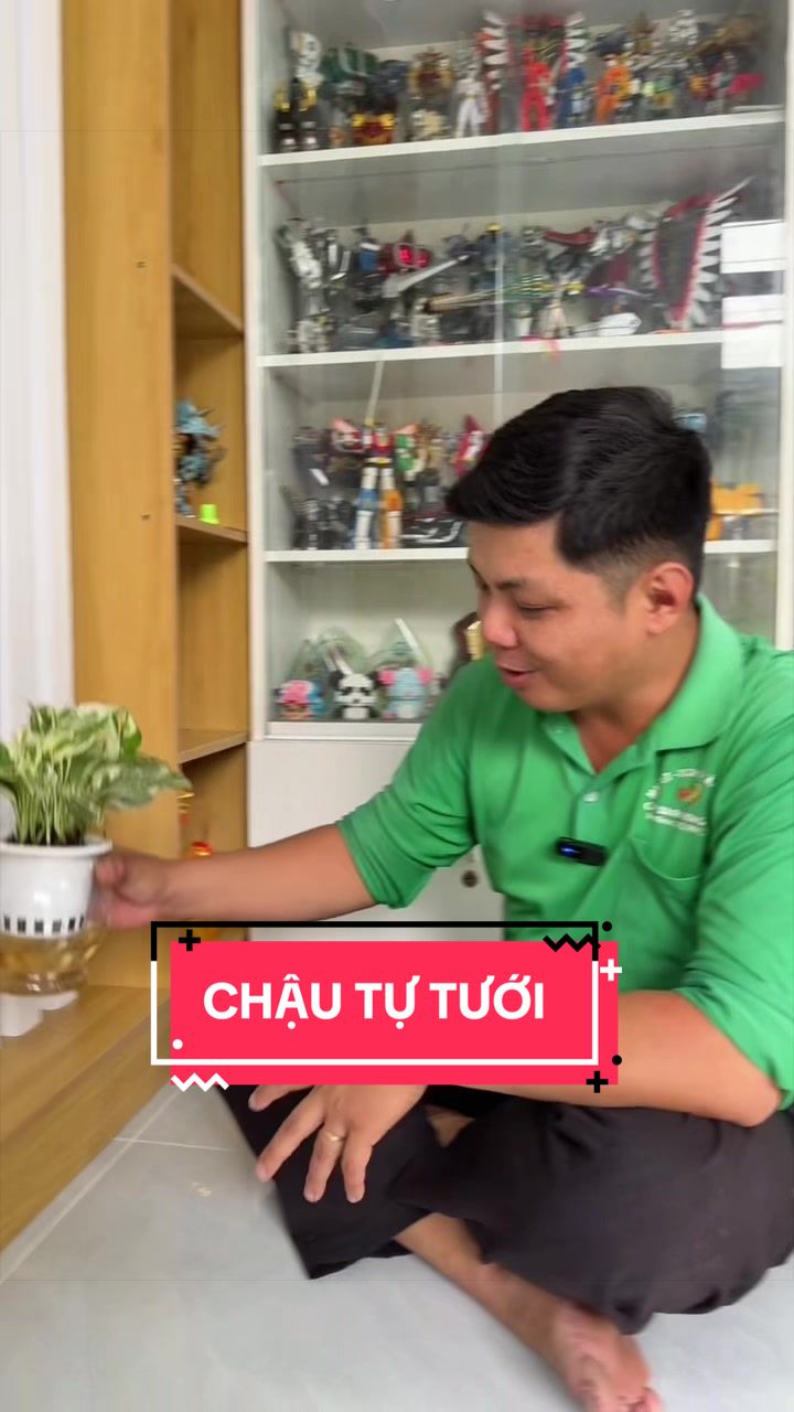 @Cây Xanh Phong Hồng