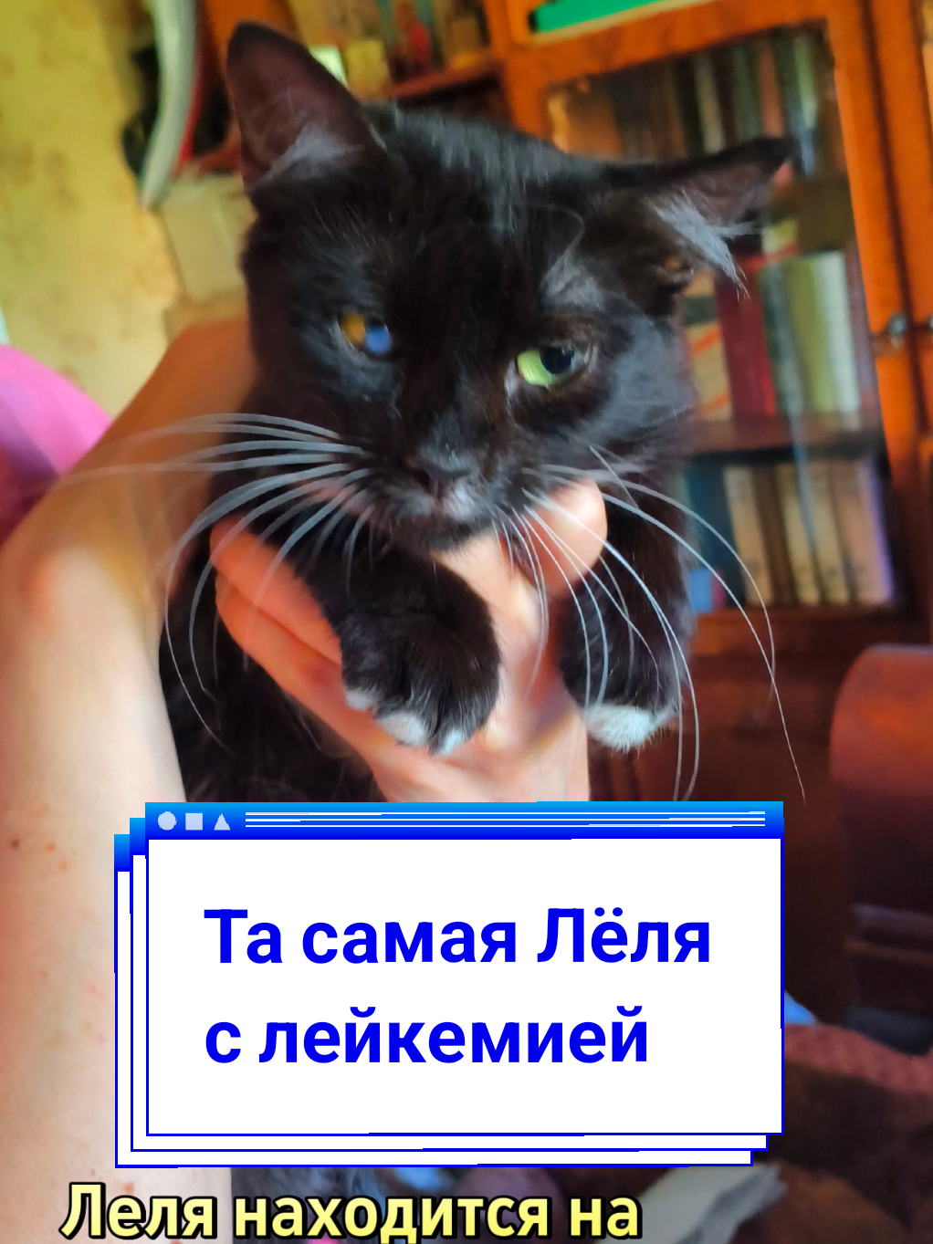 @Elena Barhat