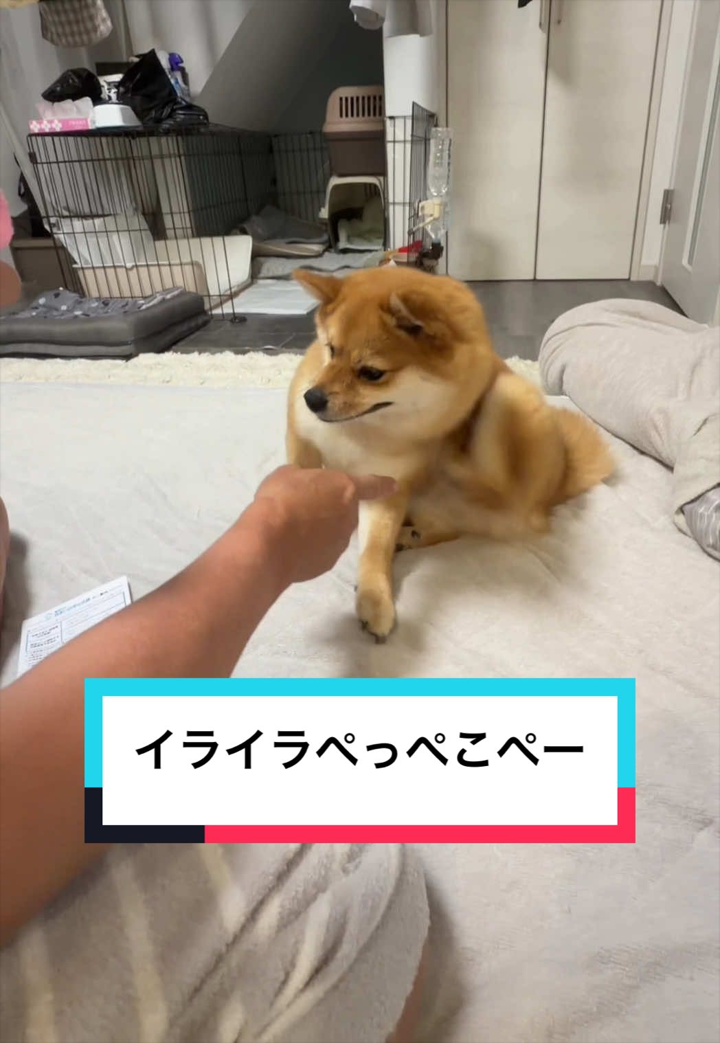 @🐶とん&ぺっぺこぺー🦊