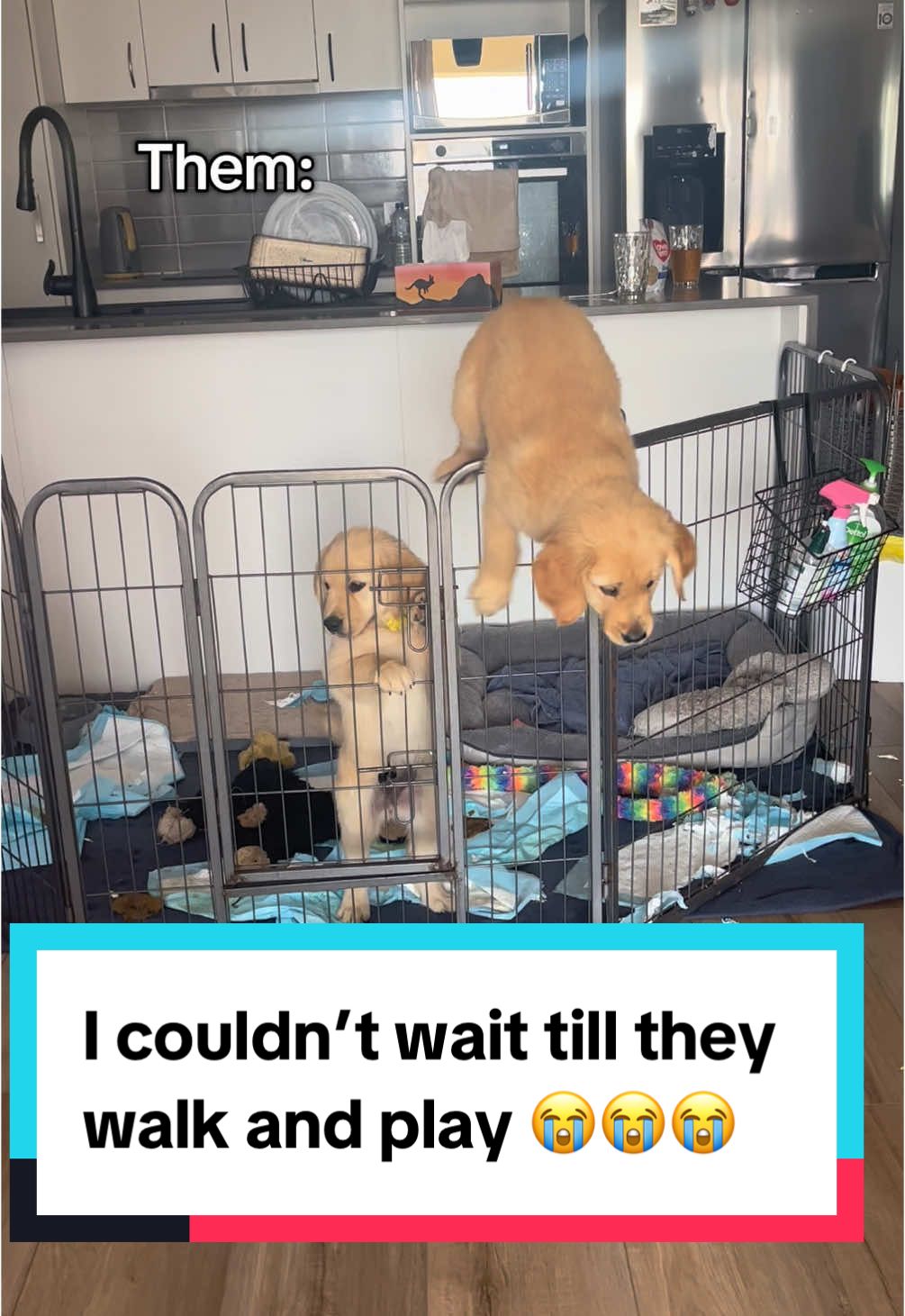 @3goldenretriever