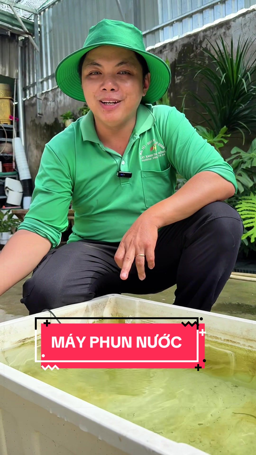 @Cây Xanh Phong Hồng