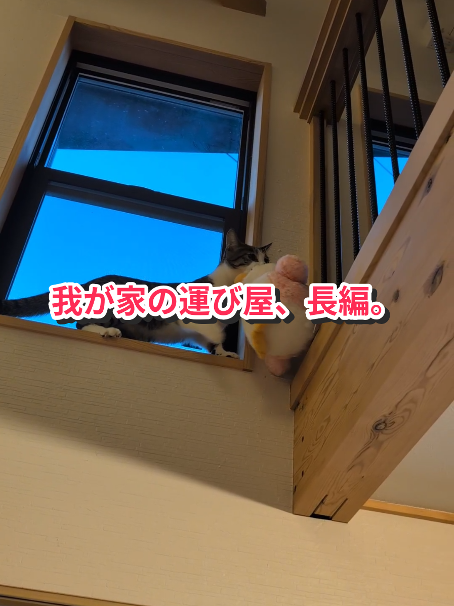 @にゃんご🐱