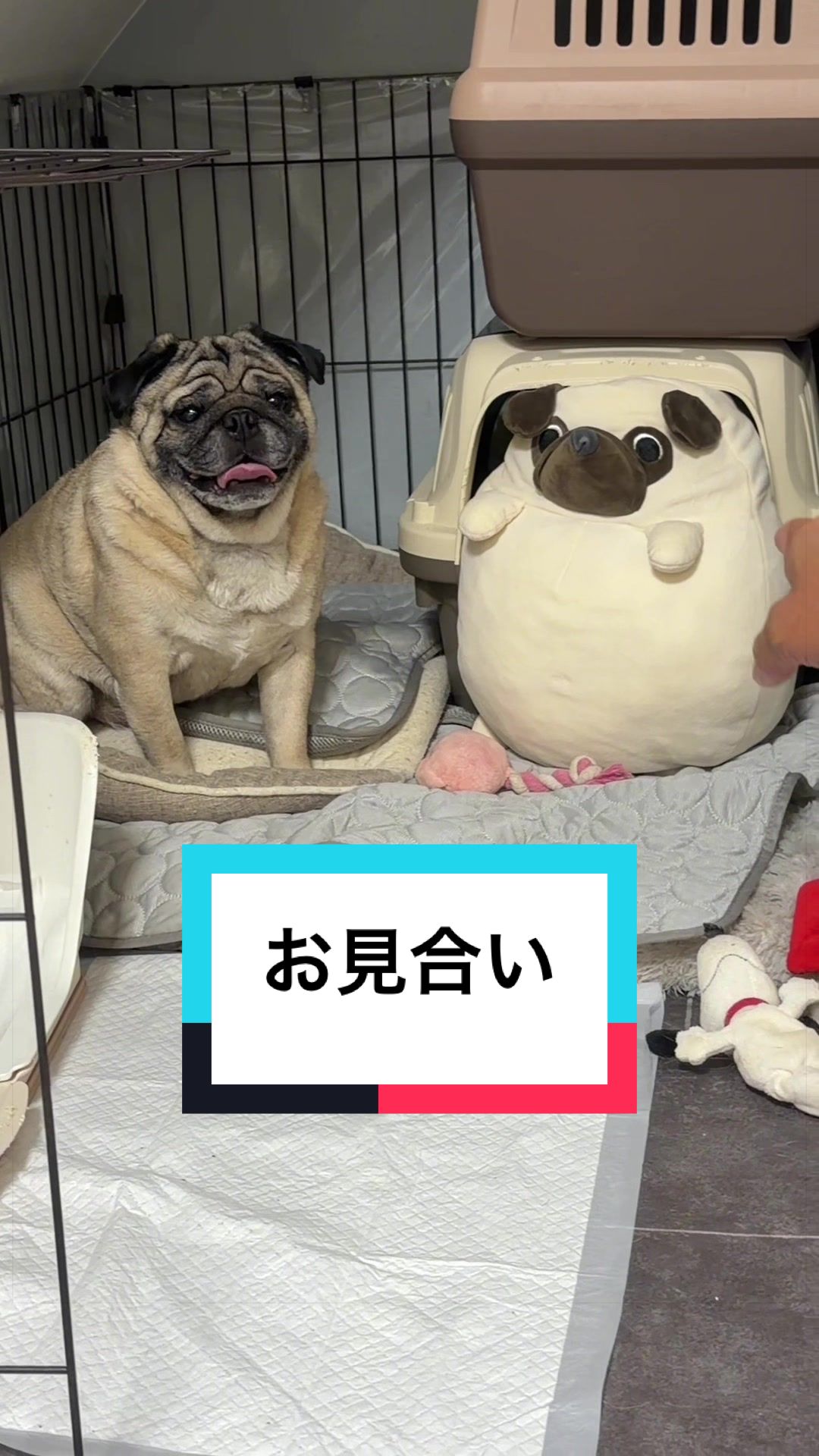 @🐶とん&ぺっぺこぺー🦊