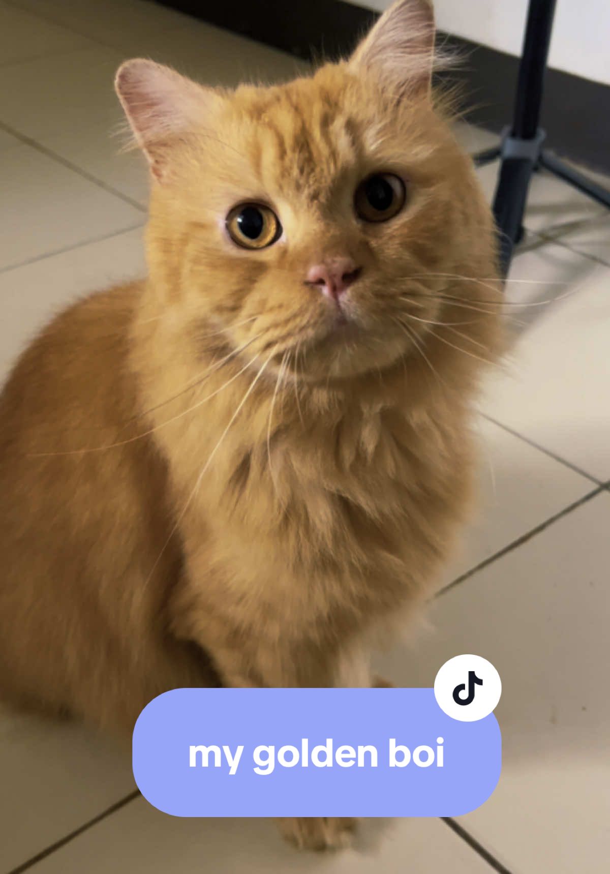 @17meows