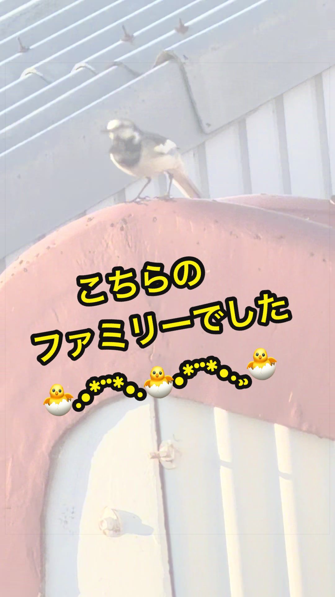 @✌︎·͜·(PᗜN)·͜· ︎︎ᰔᩚ