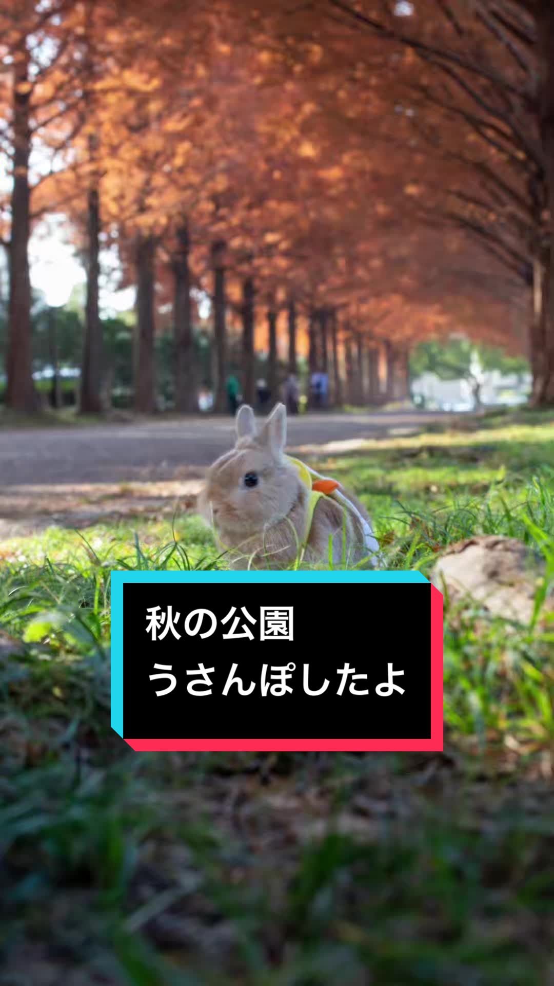 @うさぎのもちまる