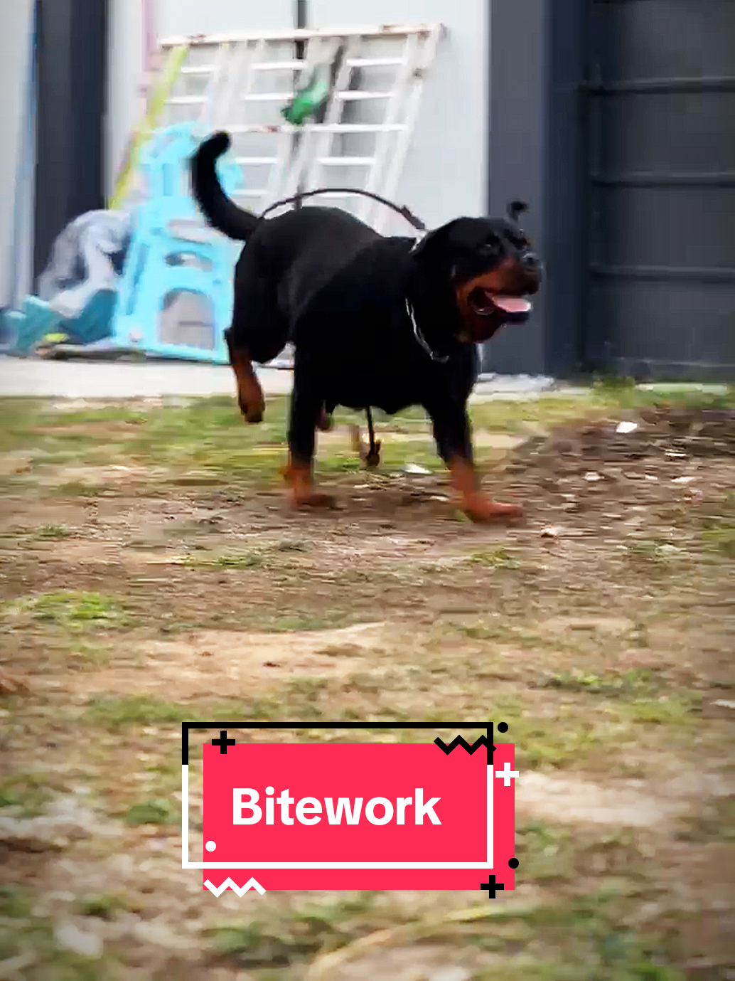 @Bamboozler kennel