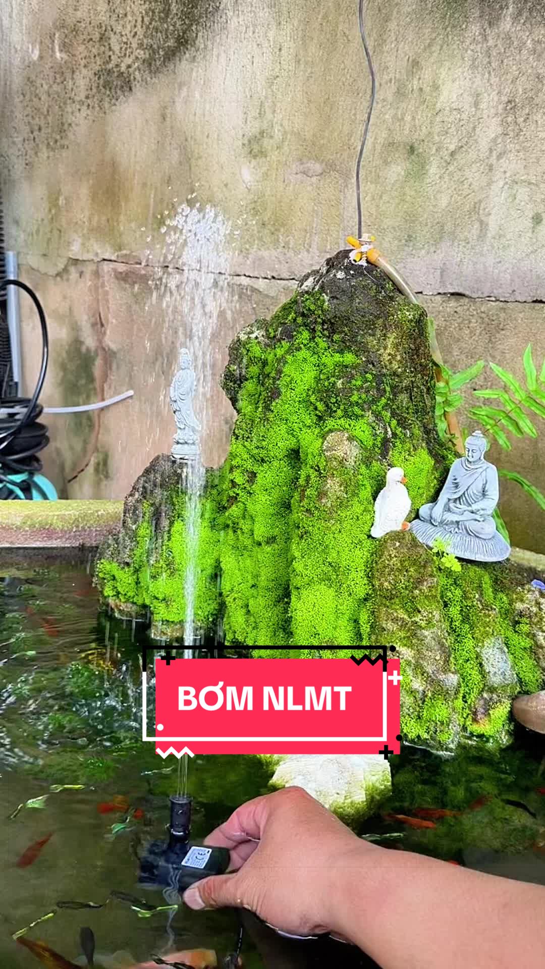 @Cây Xanh Phong Hồng