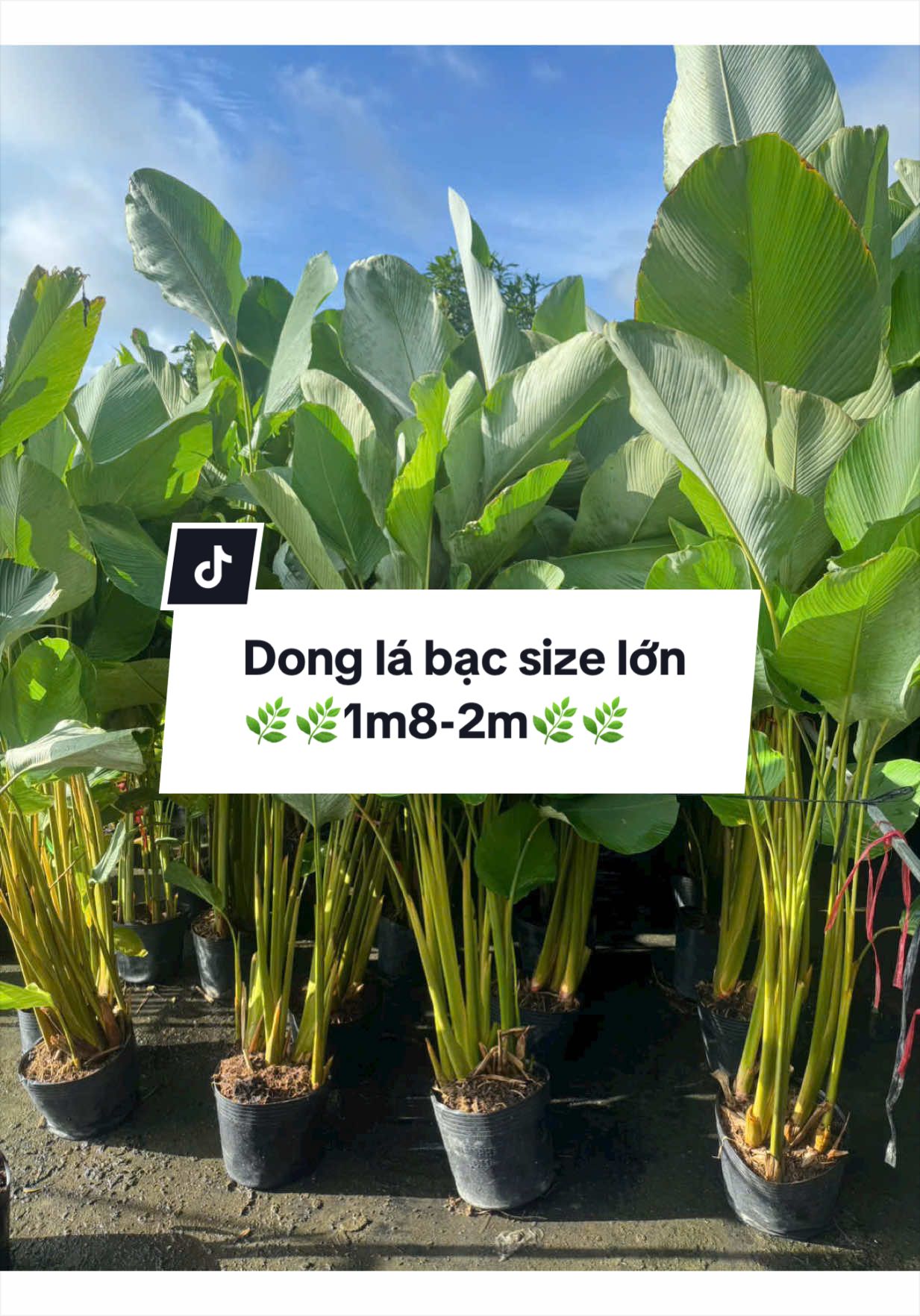 @Tiệm Lá Nhỏ