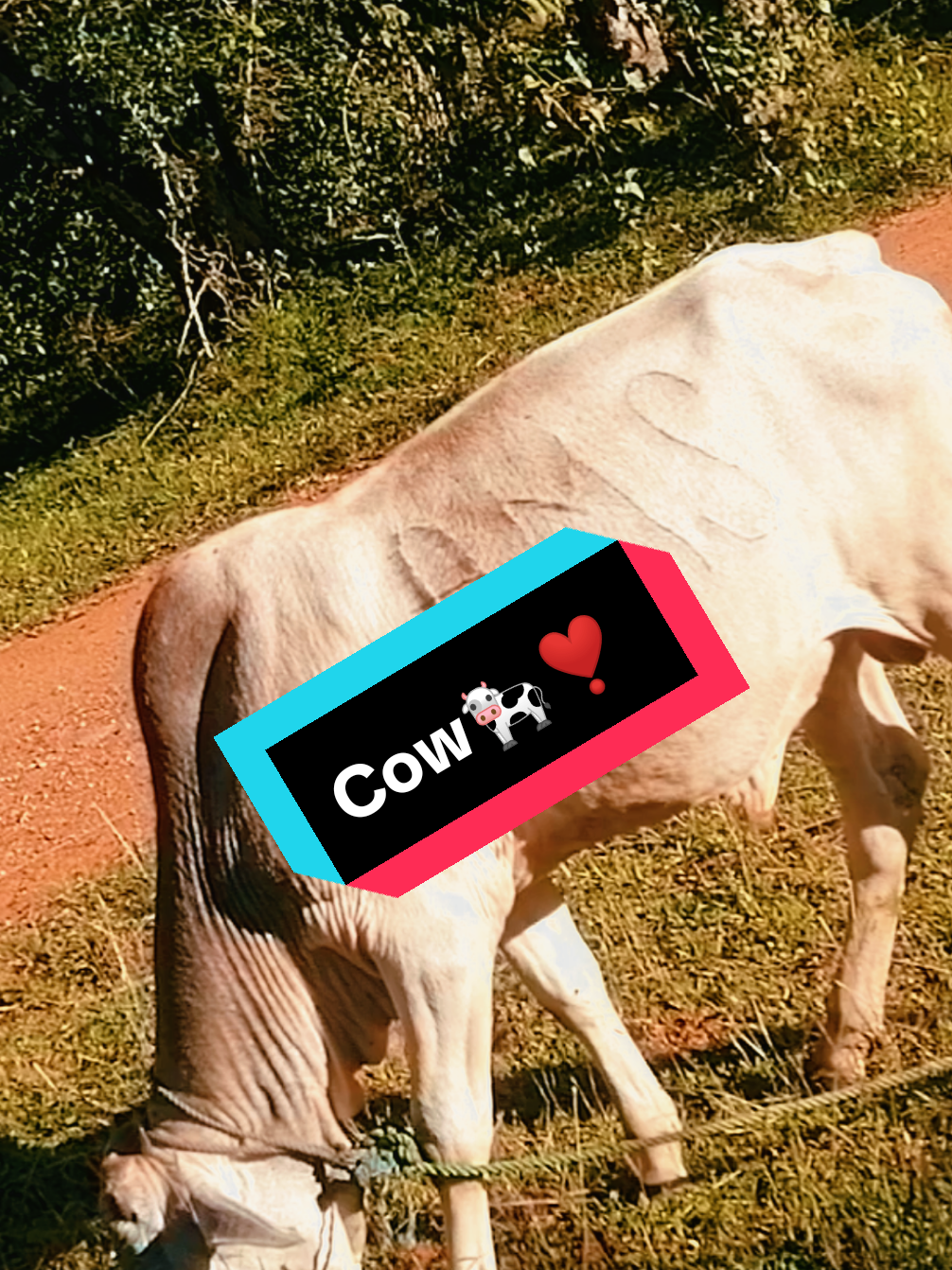 @Åkků_Çřůśh🌈🌴🇦🇺🌴