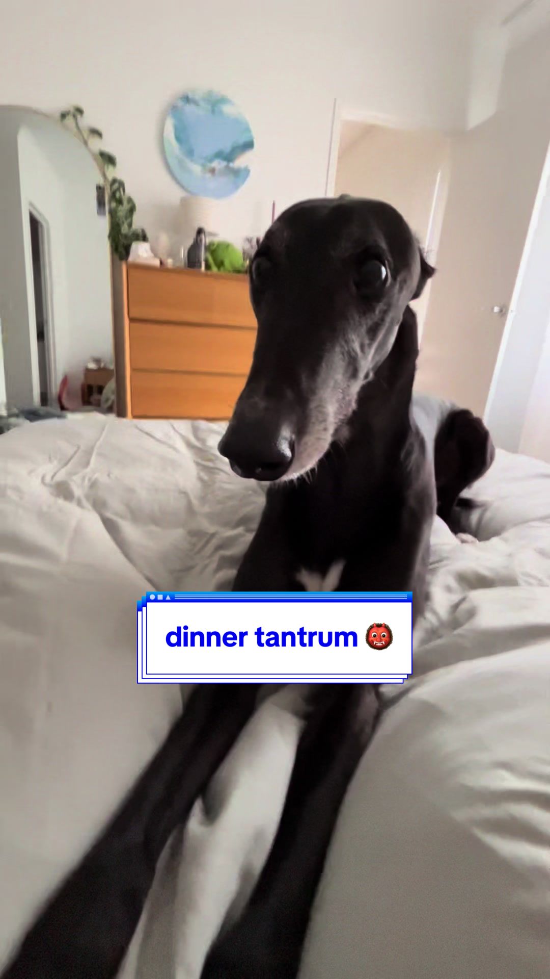 @chilli the greyhound 🌶️