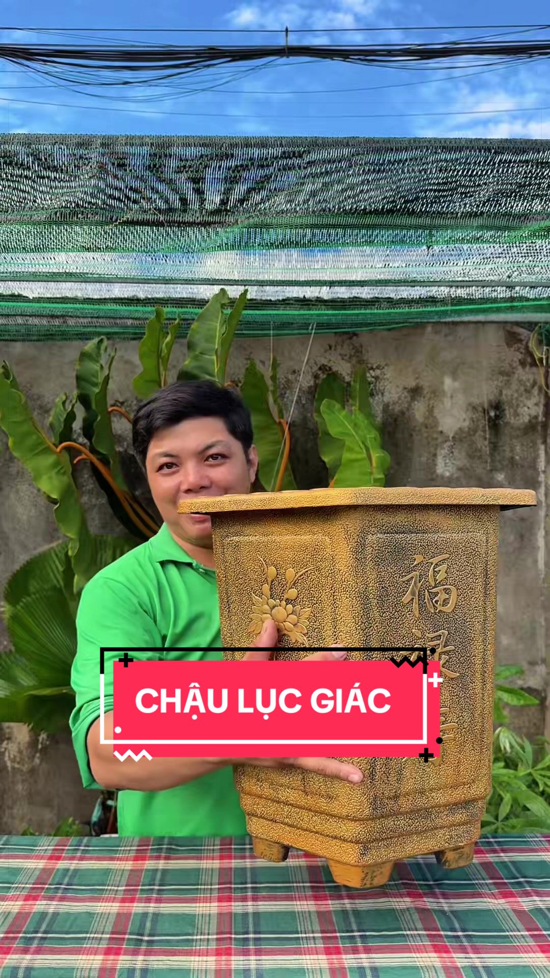 @C&acirc;y Xanh Phong Hồng