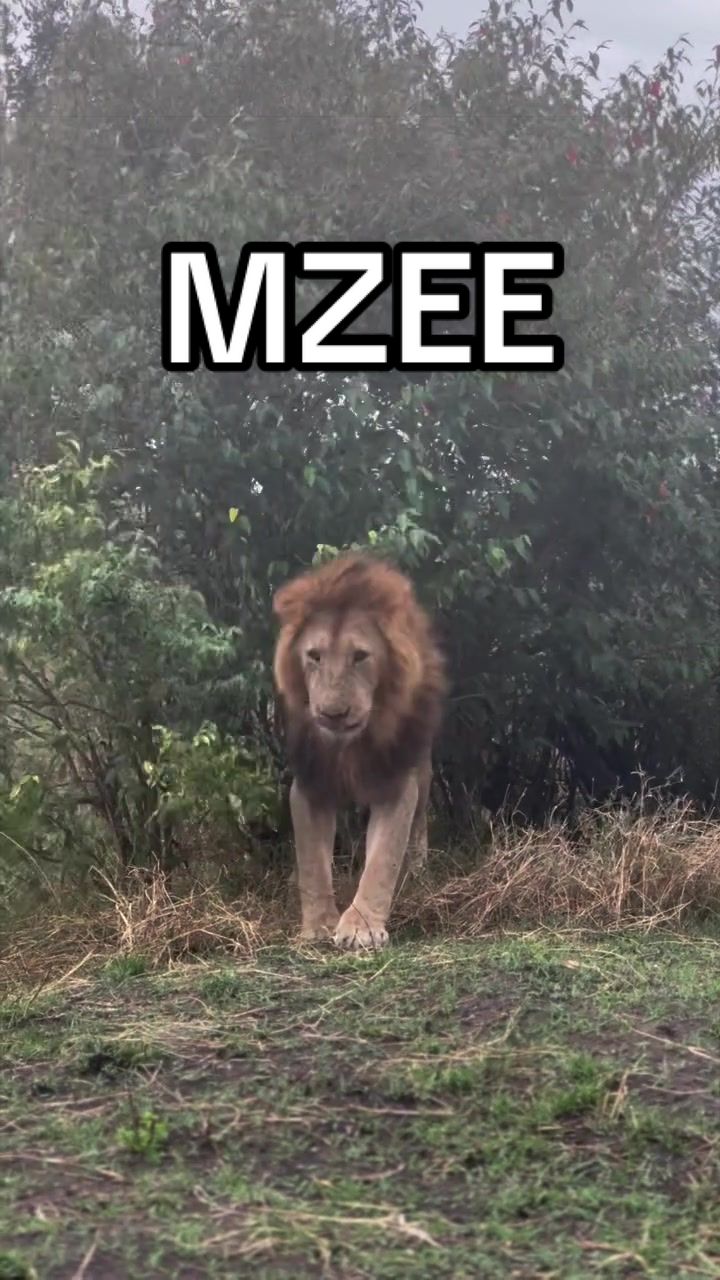 @Nai (aka Lion Expert)