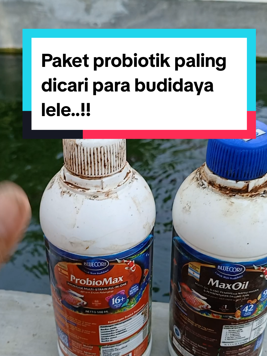 @Kang_Ewi