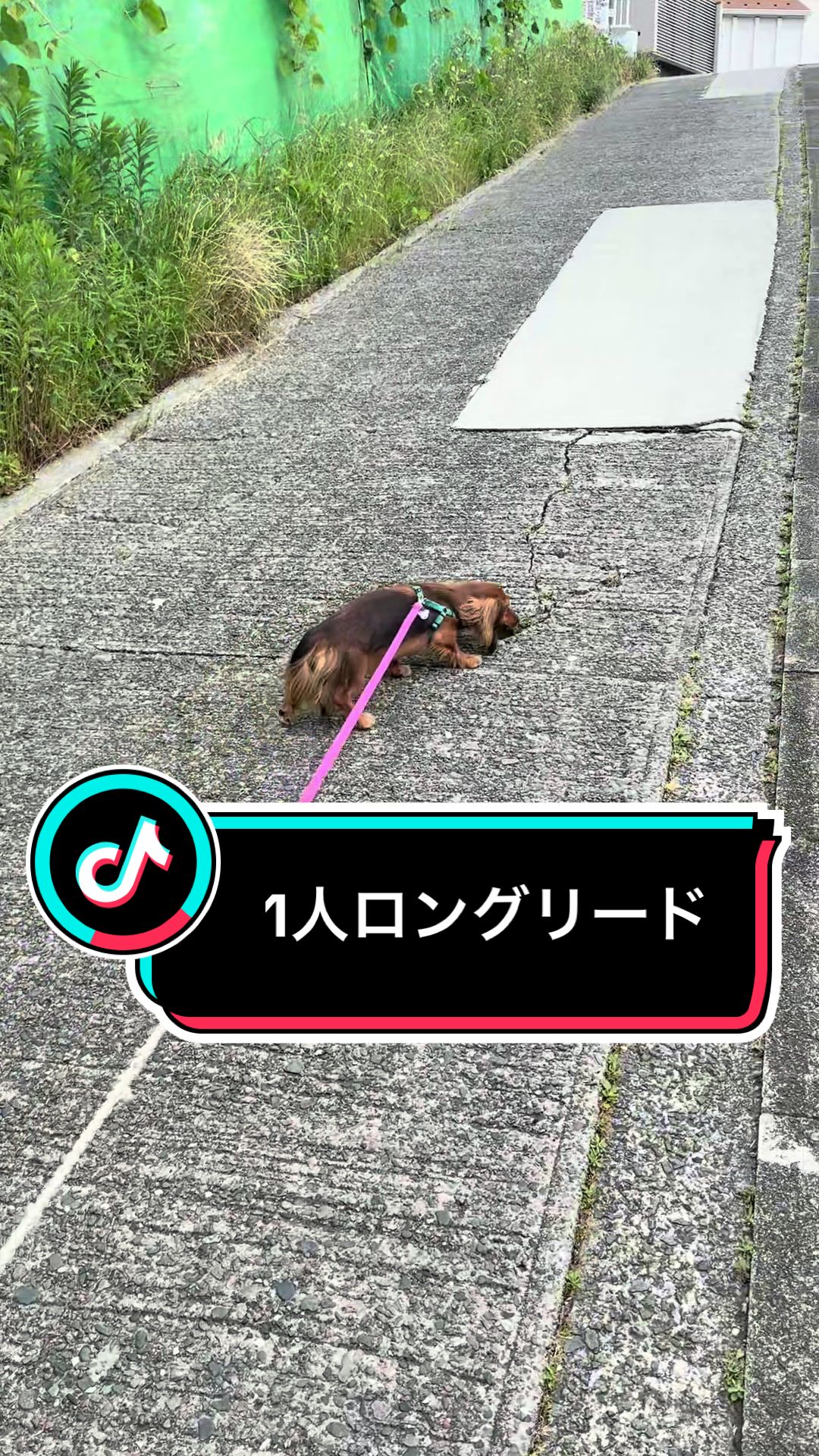 @ダックス愛好家(ワンワンパパ)