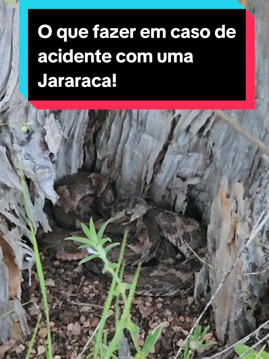 @Princesa das Serpentes