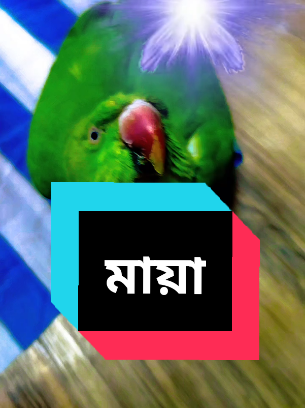 @🎁𝗦𝗨𝗟𝗘𝗠𝗔𝗡🫂𝗕𝗢𝗞𝗦𝗛🎁