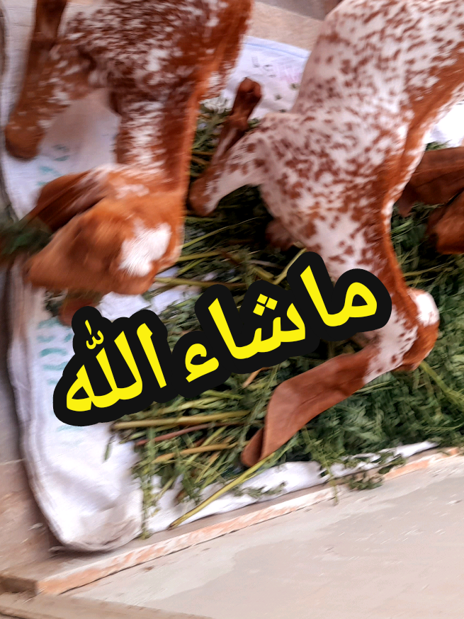 @ibrahim🥏