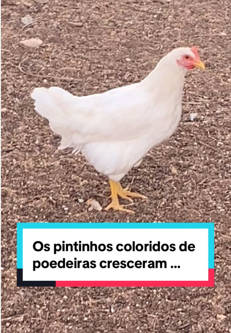 @Fernando Luiz