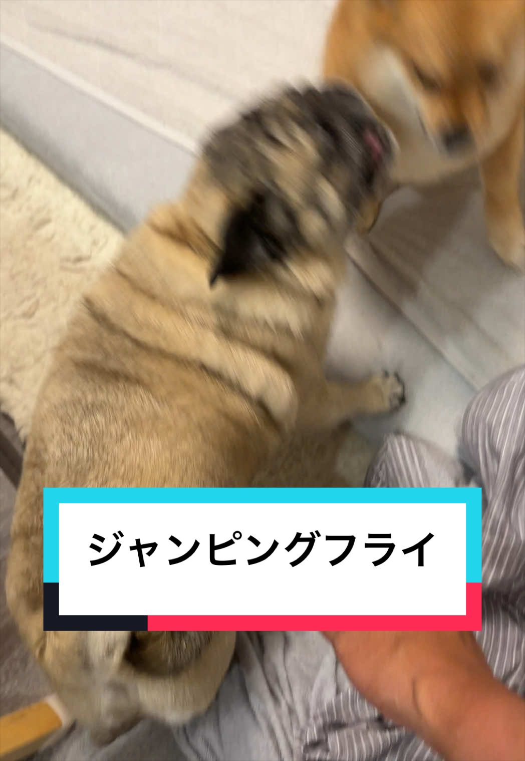@🐶とん&ぺっぺこぺー🦊