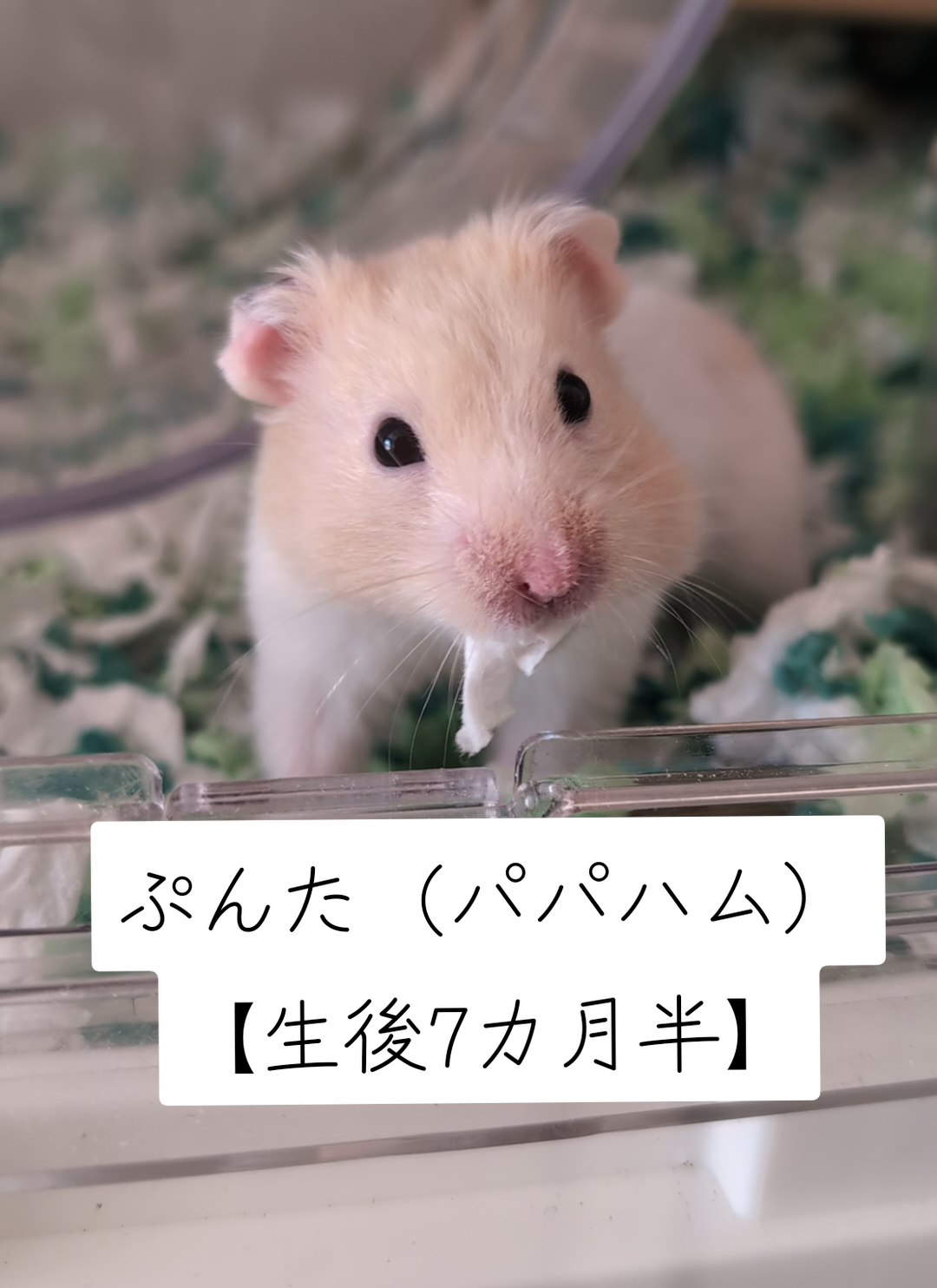 @鼻声🐹主婦