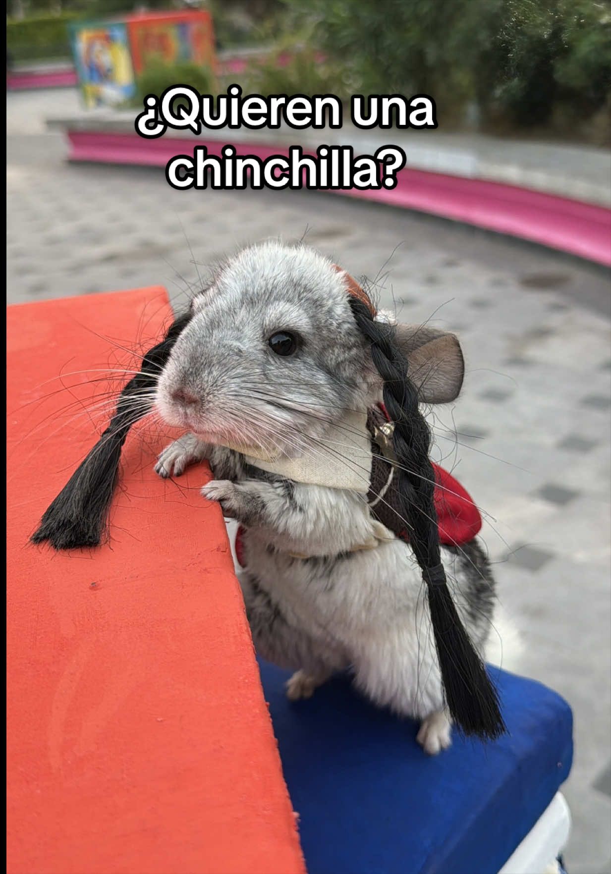 @Creador del exito
