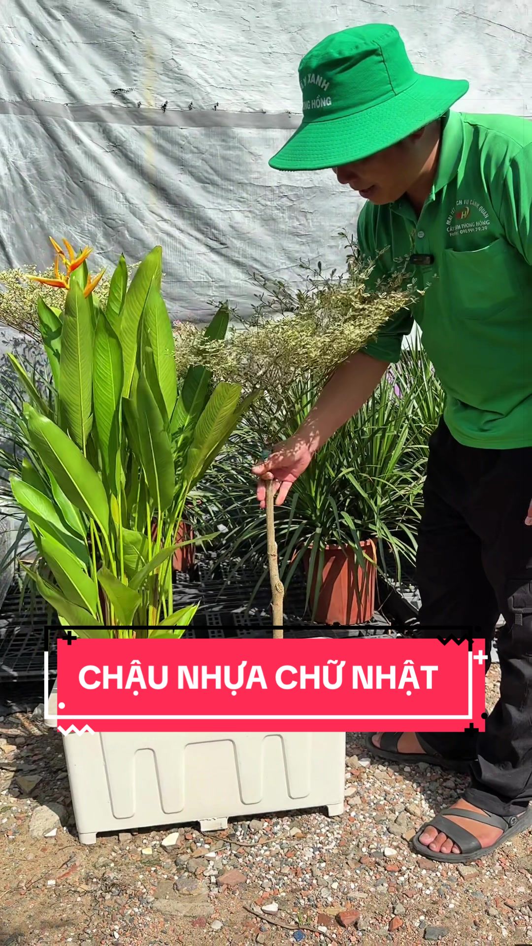 @C&acirc;y Xanh Phong Hồng