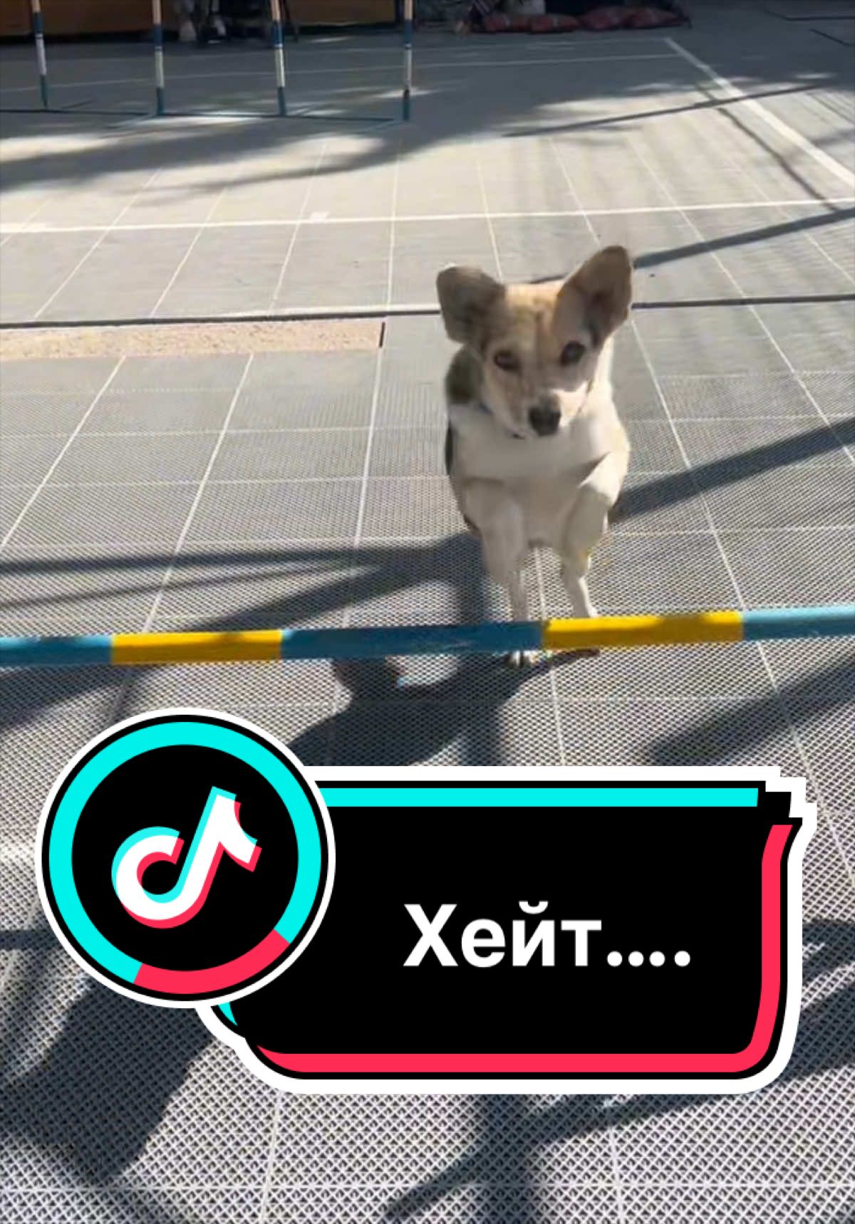 @НЕ КОРГИ