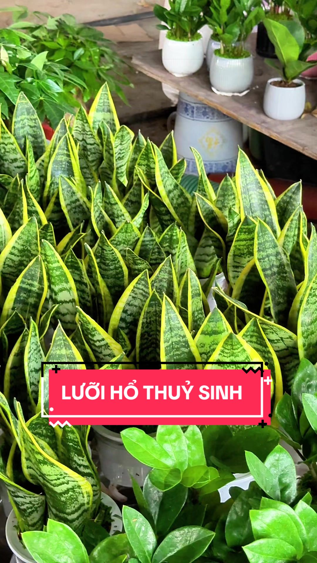 @Cây Xanh Phong Hồng