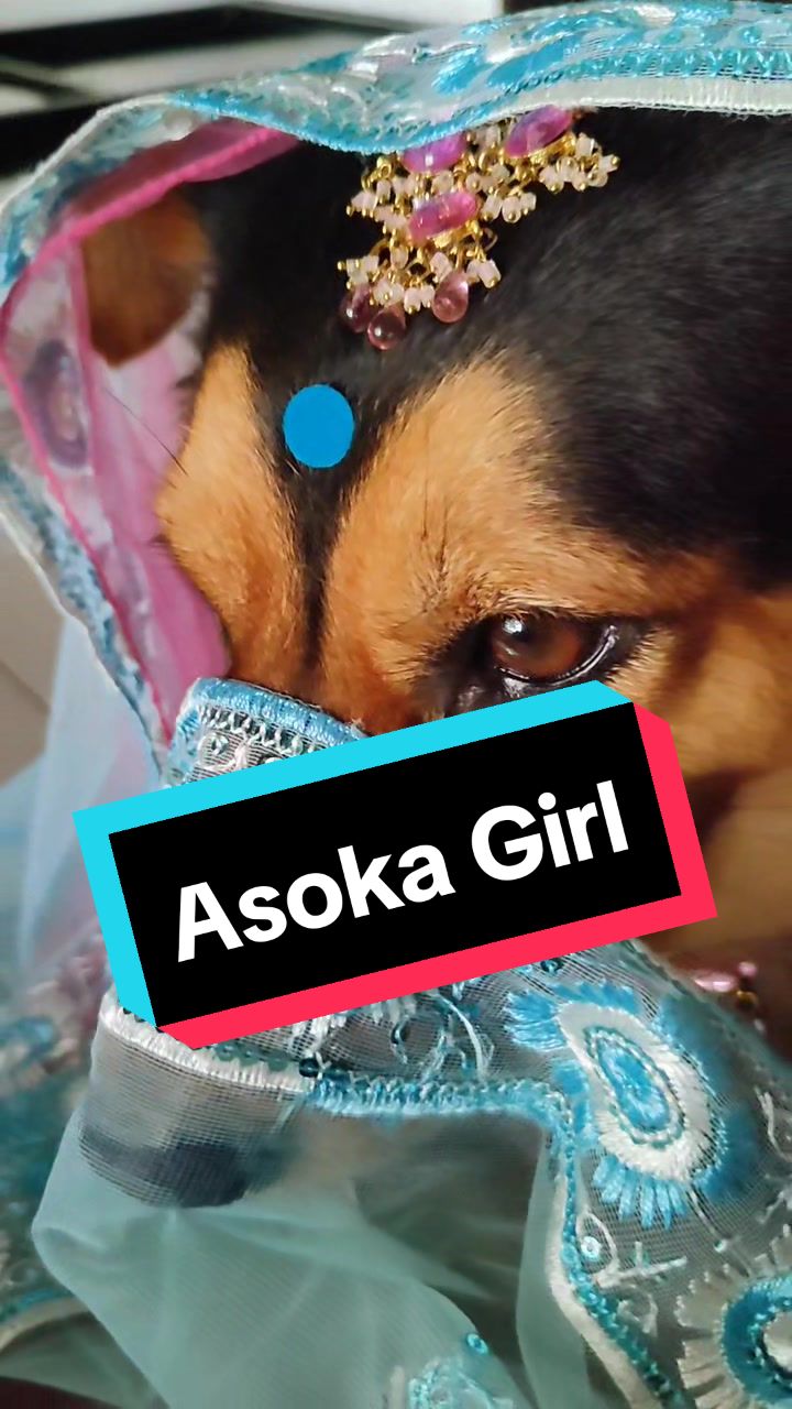 @Cholanz🐕
