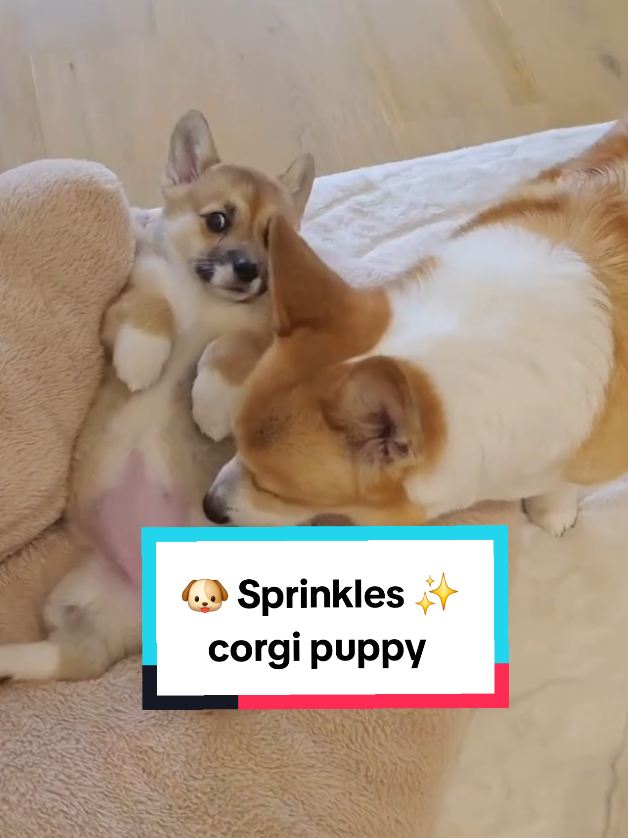 @Pocky the Corgi ๐ถ