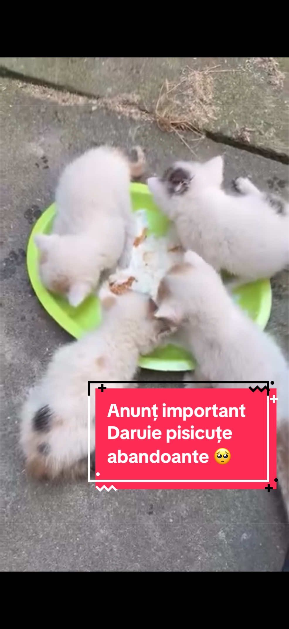 @Larisa🐾Taison